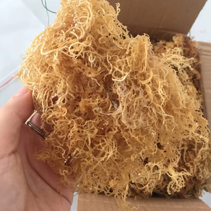 Bonne offre Mousse de mer Cottonii séchée en vrac Mousse de mer Cottonii séchée de qualité supérieure pour l'exportation et la distribution - Product Image 1