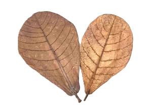 100% naturel séché indien Catappa plastique feuilles réservoir de poisson Aquarium accessoire Pack 250 en dessous de 10 cm / 3.93" - Product Image 3