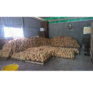 Cosecha de temporada de coco semi descascarillado con larga vida útil comúnmente utilizada en la producción de jugo al por menor de exportación - Product Image 4