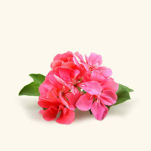 Aceite de Fragancia de Geranio para Uso en Perfumería - Product Image 1