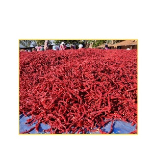 Piments rouges séchés au soleil biologiques de qualité supérieure-cueillis à la main, sans graines et sans tige, piment séché en gros, poivre entier cru - Product Image 1