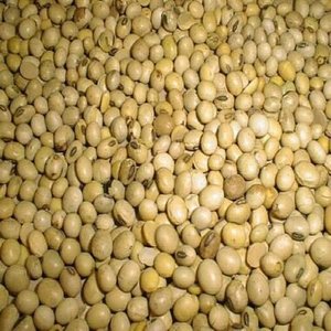 Soja Séché Biologique Non-OGM en Vrac Qualité Supérieure Durable 37% de Protéines 99% de Pureté Grade A pour l'Exportation et le Traitement - Product Image 1