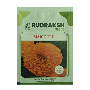 Fleurs séchées de Rudraksh F1 Orange Ball Marigold provenant d'une plante haute, couleur Rudra Orange - Product Image 1