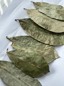 Hot Deal Feuilles de corossol séchées de bonne qualité pour la fabrication du thé Feuilles de corossol fraîchement séchées de fournisseur au Vietnam - Product Image 2