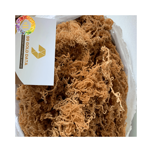 Mousse de mer dorée séchée de Wildcrafted, algues irlandaises non salées pour gel de mousse de mer, Eucheuma Cottonii, sac en vrac de 25kg - Product Image 6