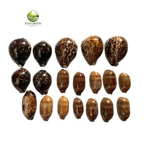 Conchas de Cauri Naturales Ecológicas de Vietnam para Manualidades, Decoración Moderna, Conchas Marinas al por Mayor para Decoración Costera del Hogar - Product Image 6