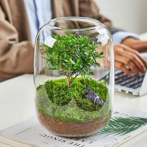 Terrarium <span class=keywords><strong>en</strong></span> <span class=keywords><strong>verre</strong></span> transparent à faire soi-même, 5,9 x 8,27 pouces, pour plantes succulentes, plantes aériennes, fougères, micro-paysage, vase, terrarium pour la maison, le bureau, vente <span class=keywords><strong>en</strong></span> gros - Product Image 2