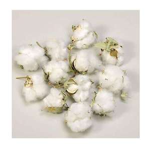 Algodón Crudo Orgánico Natural de Alta Calidad - Material Puro de Alta Calidad, Limpiado y Desmotado, Pacas de Algodón Crudo al por Mayor - Product Image 4
