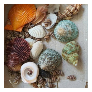 Sea Shell Mix Bag for <b>Crafts</b> Handmade Decorative <b>Supplies</b> in Bulk - Product Image 6