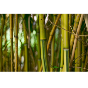 Organic Bamboo Stakes Poles Hand Cut All Natural - <b>Wind</b> <b>Chimes</b> Craft Floral <b>Gardening</b> Supplies Decoration - Product Image 2