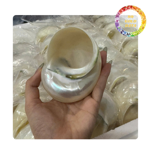 Elégant Turbo Shell du Viet Nam | Prêt pour la fabrication de bricolage et la décoration intérieure | Couleur blanc et vert - Product Image 6