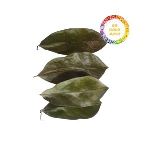 Hojas de Graviola secas de Guanábana rentables y confiables para exportación con precios especiales en compras por volumen - Product Image 5