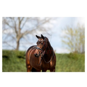 Brida y Cabestro para Caballo Personalizables, Hechos a Mano con Estilo de Silla Inglesa de Primera Calidad, con Acabados de Alta Calidad - Product Image 6