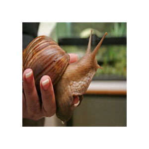 Escargots africains surgelés, frais, nettoyés, protéines de fruits de mer, délicatesse traditionnelle, prêts à cuisiner - Product Image 4