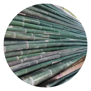 BAMBOU VIETNAMIEN PREMIUM POUR L'EXPORTATION EN VRAC | PRIX IMBATTABLE, HAUTE QUALITÉ - Product Image 3