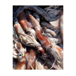 ปลาหมึกอิลเล็กซ์แช่แข็ง - ขายส่งปลาหมึกอิลเล็กซ์จำนวนมาก - Product Image 3