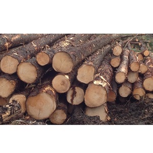 โก้ไม้กลมไม้ซุงในราคาขายส่ง - Product Image 3