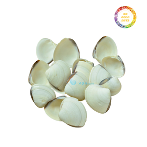 Conchas de vieira naturales en forma de abanico para proyectos artesanales, decoración costera, accesorios de joyería y arte casero hecho a mano - Product Image 4