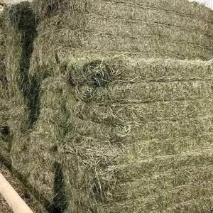 Productos frescos, heno de alfalfa para alimentación de animales de ganado, pacas de alta calidad, marca Harlem - Product Image 4