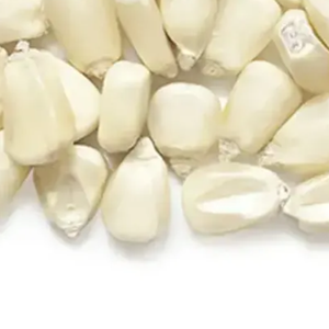 Maïs sec certifié biologique pour la consommation humaine Exportation en gros de haute qualité vers l'Amérique du Sud Maïs sec nutritif - Product Image 1