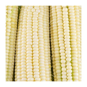 Maíz blanco seco de alta calidad, maíz dulce orgánico al 100%, venta al por mayor, procedente de Brasil - Product Image 2