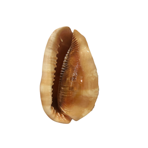 Coquillages uniques triés sur le volet pour les fêtes à thème tropical Décoration intérieure et coquillage propre Aquascaping pour la vente en gros - Product Image 1