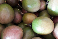 Hoge Kwaliteit 100% Natuurlijke VERS PASSENFRUIT Vietnam HOT SELLING 2022 Competitieve Prijs HP 84 917 476 477
