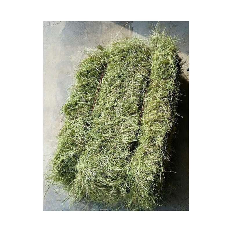 american alfalfa seeds