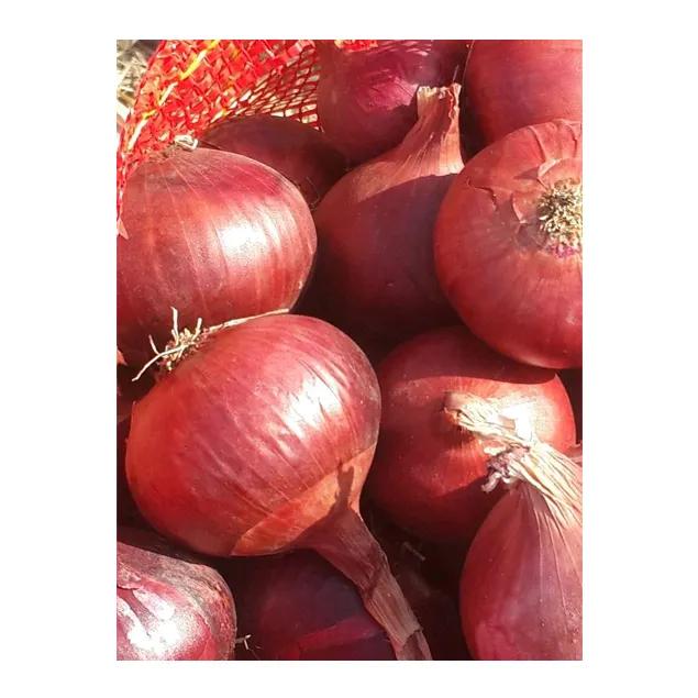 Top Selling Premium Quality 2022 New Crop Fresh Vegetables Fresh Red Onion at Factory Price from Egypt