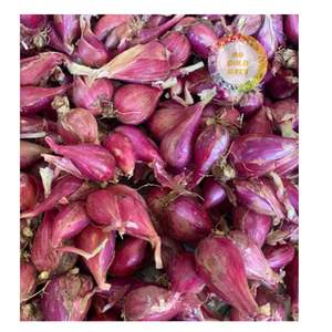 กระเทียมแดงแห้งขายส่ง กระเทียมม่วง หั่นบางสะอาด สำหรับปรุงรสและใช้ในอุตสาหกรรมอาหาร - Product Image 4