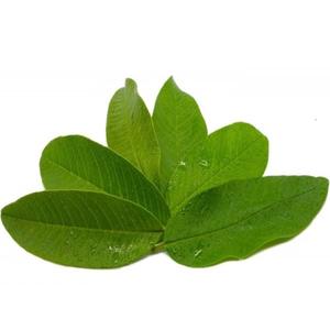 DISFRUTE DE LOS BENEFICIOS DE LAS HOJAS DE URENTA SECAS PURAS VIETNAMAS, CALIDAD PREMIUM, PROCESADAS NATURALMENTE-EFECTIVAS PARA CADA MERCADO - Product Image 6