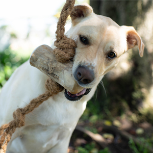 Café naturel 100% abordable et sûr du Vietnam + chien en bois de coco à mâcher à partir de 99 données d'or-au meilleur prix - Product Image 6