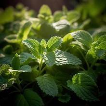 CLEAN LABEL PREMIUM HOJAS DE MENTA FRESCA INGREDIENTE BOTÁNICO A BASE DE PLANTAS PARA EL APOYO INMUNE Y LA SALUD NATURAL - Product Image 6