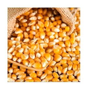 Maïs jaune riche en nutriments sans OGM 60 65% teneur en protéines commandes en gros d'usine acceptées - Product Image 2