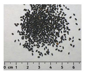 Graines de basilic de qualité supérieure 100% graines de basilic pur du Vietnam pour boissons en gros prêt à l'exportation meilleur prix affaire graines de basilic à vendre - Product Image 3