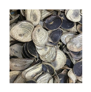 Crostacei di categoria Murex di conchiglia di Onycha di opercolo essiccato naturale - Product Image 2