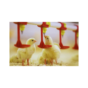 Sistema automático de alimentación y línea para beber Buen precio Nuevo diseño para equipos avícolas de Vietnam Fabricante - Product Image 3