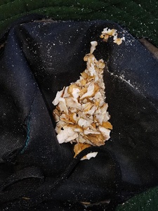 La résine de benjoin est une matière première dans la production d'encens et de fumigants/récolté au Vietnam/ M. Kevin + 84 968311314 - Product Image 6