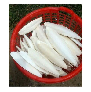 Hueso de Sepia, Mejor Calidad, Alimento para Aves, Procedente de Bélgica - Product Image 5