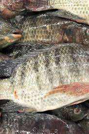 Bulk Packaging Cleaned Gutted Scaled IQF Salt Dried Style Frozen Tilapia Fish With Head