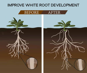 ถังปุ๋ยน้ำกรดฮิวมิกขนาด5ลิตรควบคุมการปล่อย - Product Image 5