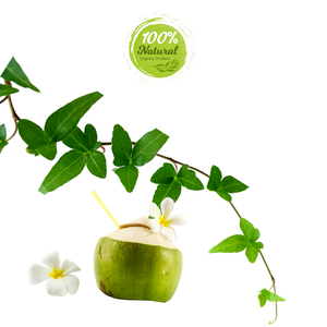 Noix de coco fraîche vietnamienne produit agricole naturellement rafraîchissant - Product Image 6