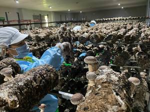 Champignon Shiitake séché biologique Aliments séchés Champignon Shiitake de haute qualité Prix de gros - Product Image 5