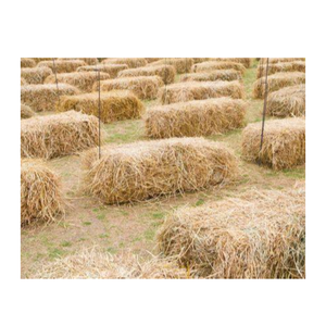 Pajita de arroz seco para precio al por mayor en embalaje estándar de Vietnam - Product Image 2