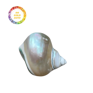 Anillos de Servilleta Hechos a Mano con Conchas Marinas Naturales, Decoración de Mesa Costera para Bodas en la Playa, Suministros al por Mayor - Product Image 1