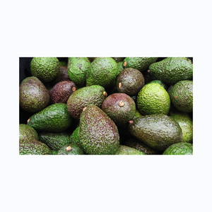 PROVEEDORES GRANEL DE AGUACATE HASS CULTIVADO COMÚN - Product Image 1