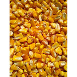 ข้าวโพดสีเหลืองปลอดจีเอ็มโอเกรดสูงข้าวโพดเลี้ยงสัตว์แบบออร์แกนิกขายส่ง - Product Image 2