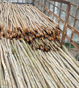 Pieux modernes en bois d'eucalyptus de différentes tailles pour la construction et les fournitures de jardin - Product Image 5