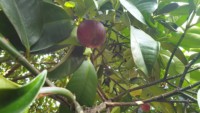 Verse Mangosteen Vietnam Hoge Kwaliteit En Lage Prijs + 84 978495473