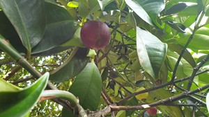 Mangosteen fresco de Vietnam de alta calidad y bajo precio + 84 978495473 - Product Image 6